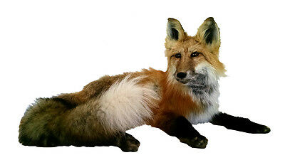 Laying Sitting Red Fox Taxidermy Animal Statue Home or Office Gift