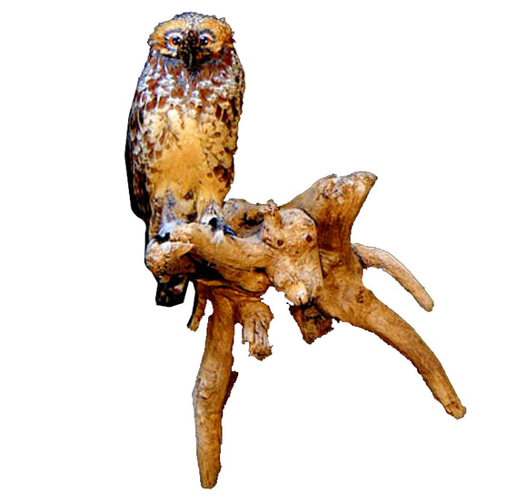 Seated Faux Spotted Owl Professional Reproduction Taxidermy Animal Statue Home or Office Gift