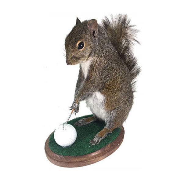 Golfing Squirrel Professional Taxidermy Mounted Animal Statue Home or Office Gift