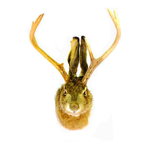 Jackalope Professional Taxidermy Animal Statue Home or Office Gift