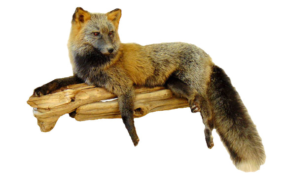 Laying Red and Silver Cross Fox Professional Taxidermy Mounted Animal Statue Home or Office Gift