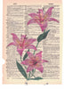 Lily Lilies Flowers Dictionary Page Art