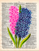 Artnwordz Hyacinth Dictionary Page Wall Art Print