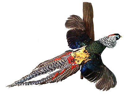 Flying Pheasant Bird Taxidermy Wall Mounted Animal Statue Home or Office Gift