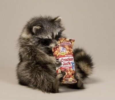 Cracker Jacks Raccoon Taxidermy Animal Statue Home or Office Gift