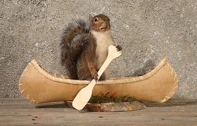 Canoeing Rowing Squirrel Taxidermy Animal Statue on Base