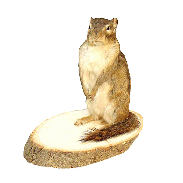 Standing Chipmunk Professional Taxidermy Animal Statue Home or Office Gift