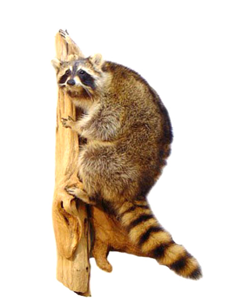 Climbing Raccoon Professional Taxidermy Mounted Animal Statue Home or Office Gift