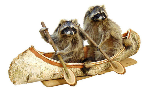 Double Canoeing Raccoons Professional Taxidermy Mounted Animal Statue Home or Office Gift