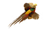 Flying Golden Pheasant Professional Taxidermy Mounted Animal Statue Home or Office Gift