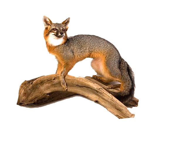 Standing Grey Fox Professional Taxidermy Mounted Animal Statue Home or Office Gift