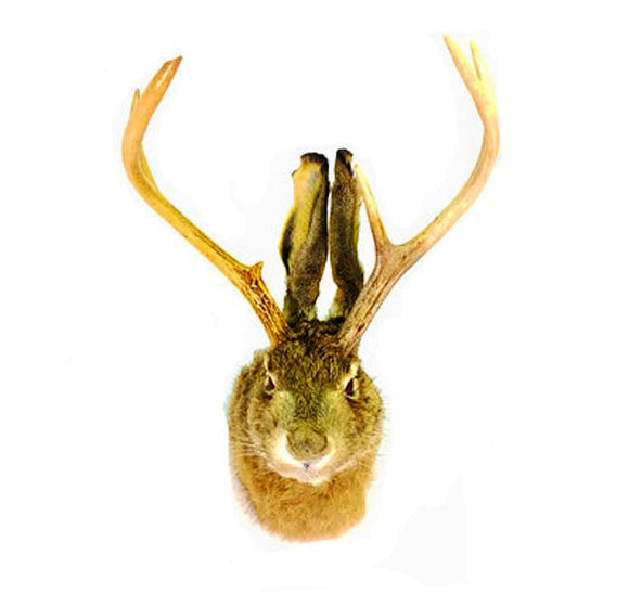 Jackalope Professional Taxidermy Animal Statue Home or Office Gift