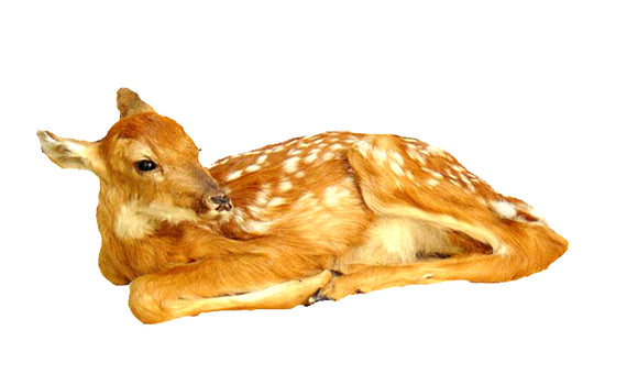 Laying Fawn Professional Taxidermy Mounted Animal Statue Home or Office Gift