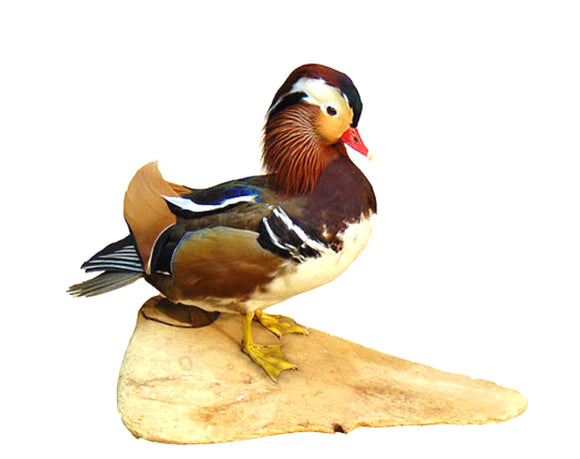 Sitting Mandarin Duck Taxidermy Animal 10