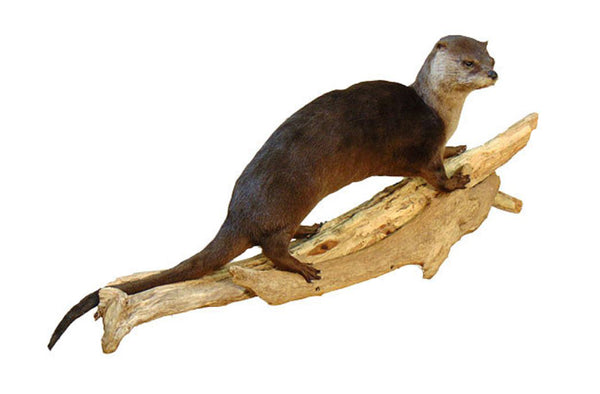 Otter Walking Professional Taxidermy Mounted Animal Statue Home or Office Gift