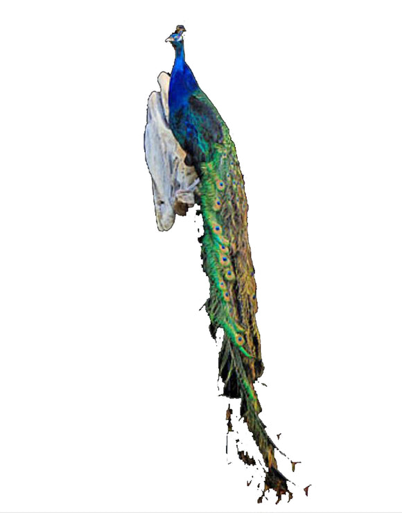 Sitting Peacock Professional Taxidermy Mounted Animal Statue Home or Office Gift