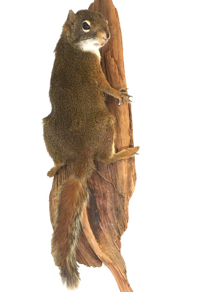 Pine Squirrel On Tree Professional Taxidermy Animal Statue Home or Office Gift