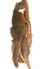 Pine Squirrel On Tree Professional Taxidermy Animal Statue Home or Office Gift