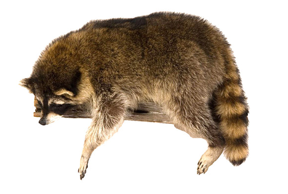 Raccoon Laying Professional Taxidermy Mounted Animal Statue Home or Office Gift