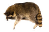 Raccoon Laying Professional Taxidermy Mounted Animal Statue Home or Office Gift