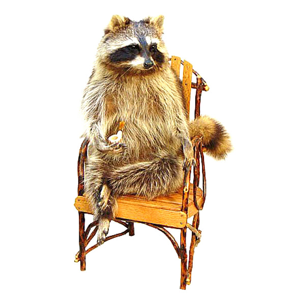 Seated Raccoon Professional Taxidermy Mounted Animal Statue Home or Office Gift
