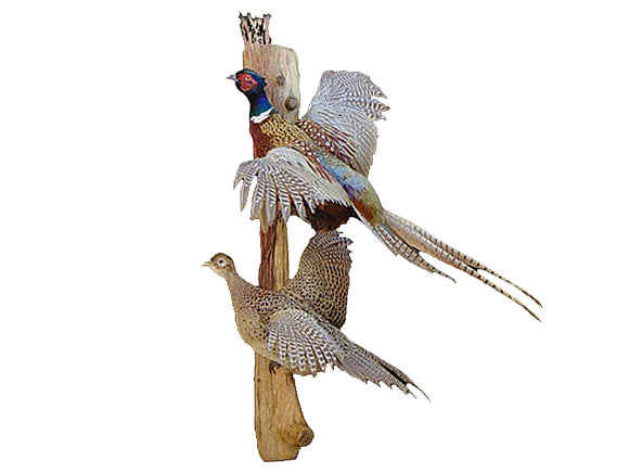 Pair of Flying Ring-neck Pheasants Professional Taxidermy Animal Statue Home or Office Gift