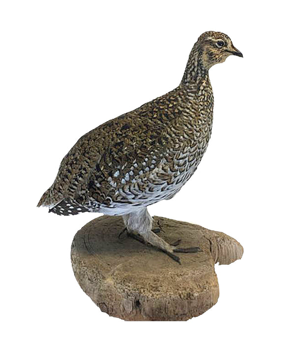 Sharptail Grouse Bird Professional Taxidermy Mounted Animal Statue Home or Office Gift