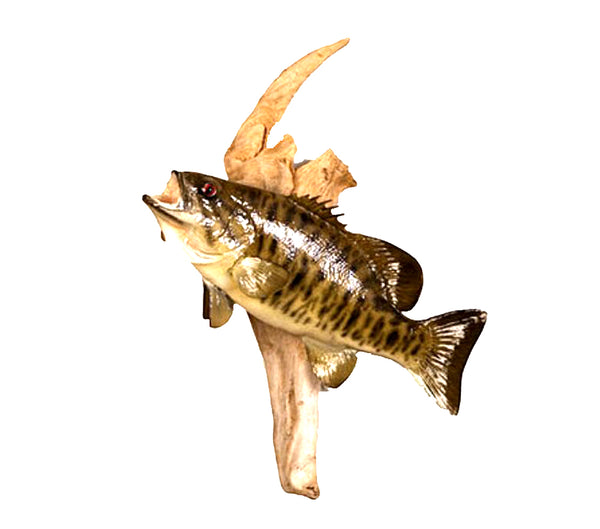 Mounted Small Mouth Bass Fish Professional Taxidermy Animal Wall Statue Home or Office Gift