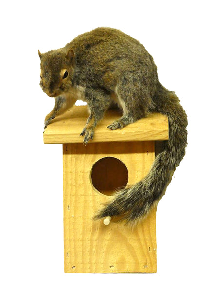 Squirrel On Birdhouse Taxidermy Mounted Animal Statue Home or Office Gift