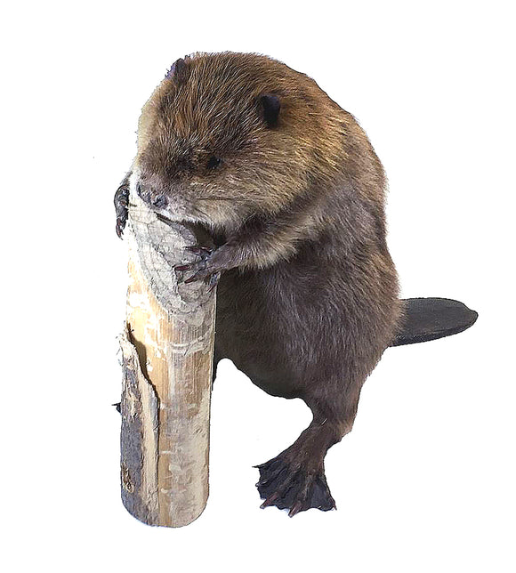 Small Standing Beaver Professional Taxidermy Animal Statue Home or Office Gift