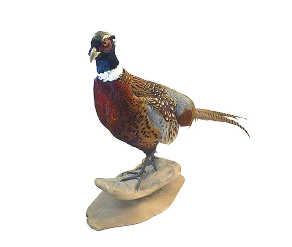 Standing Ringneck Pheasant Professional Taxidermy Mounted Animal Statue Home or Office Gift
