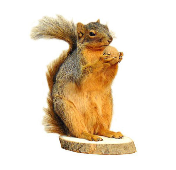 Squirrel With Walnut Taxidermy Statue Home or Office Gift