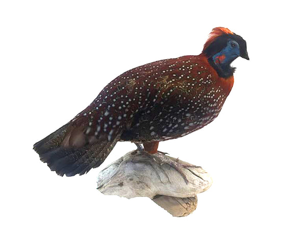 Tragopan Bird Professional Taxidermy Mounted Animal Statue Home or Office Gift