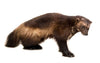 Wolverine Standing Professional Taxidermy Mounted Animal Statue Home or Office Gift