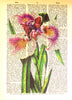 Artnwordz Iris Flower Bouquet Original Dictionary Sheet Pop Art Wall or Desk Art Print Poster