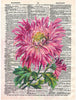 Artnwordz Pink Mums Flower Bouquet Original Dictionary Sheet Pop Art Wall or Desk Art Print Poster