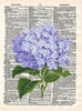 Artnwordz Hydrangea Flower Original Dictionary Sheet Pop Art Wall or Desk Art Print Poster