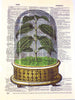 Artnwordz Plant Under Glass Original Dictionary Sheet Pop Art Wall or Desk Art Print Poster