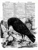 Artnwordz Raven Original Dictionary Sheet Pop Art Wall or Desk Art Print Poster