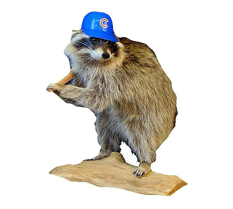 cubs baseball cap