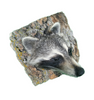 Peeping Raccoon from Tree Taxidermy Wall Mounted Animal Statue Gift
